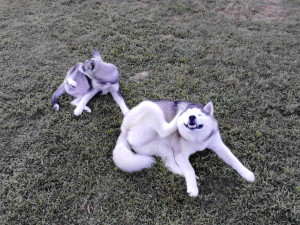 husky
