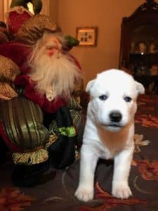 husky puppy for sale