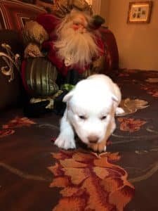 white husky puppy