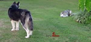 husky puppies