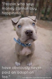 pitbull puppy