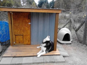 siberian husky 1