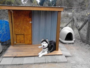 siberian husky 2