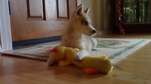 husky playing with a toy