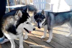 2 huskies near Huntsville Al