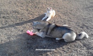 Siberian husky Amber near Cullman Al