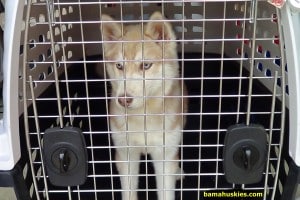 Siberian husky Crate training