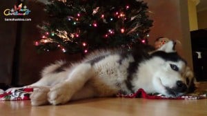 Siberian husky nick under xmas tree