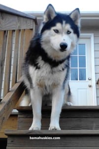 black and white husky near Birmingham Al