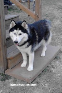 black and white husky near Hanceville Al