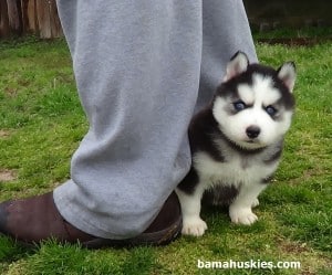 black and white husky near birmingham al