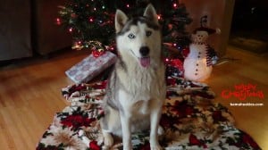 christmas husky Amber