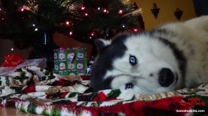 christmas husky Nick