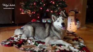 grey and white husky sitting under Christmas tree