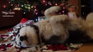 husky laying under tree