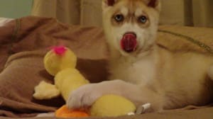 husky puppy hanceville al