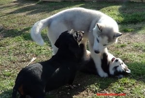 husky puppy with adult dogs