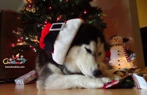 husky with santa hat