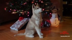 red and white Siberian husky xmas