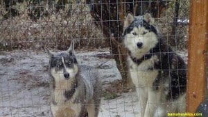 Alabama siberian huskies in the snow