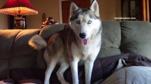 siberian husky living in apartment