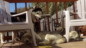 stop dogs from chewing