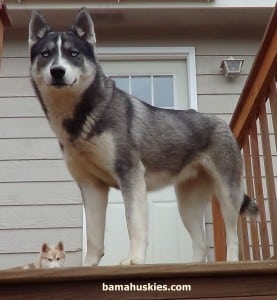 husky jordan expecting mom 1