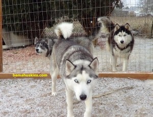 pack of Siberian huskies