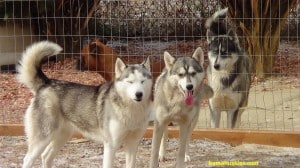pack of huskies posing for a picture