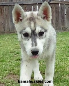 puppy scam tips