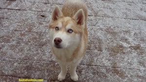 red and white husky puppy in the snow