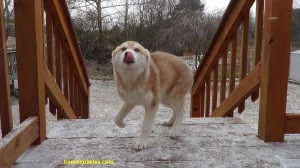 red and white siberian husky