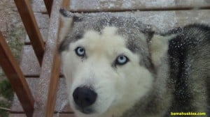 siberian husky for sale Alabama