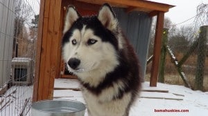 siberian husky in the snow in Alabama