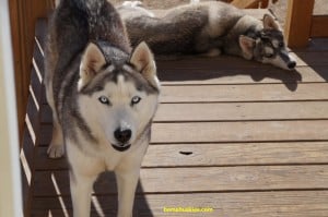 siberian husky in alabama