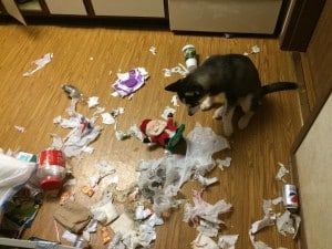 Traing your husky puppy