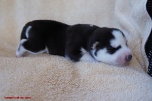 black and white male husky puppy