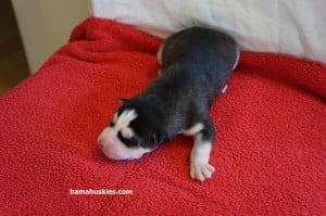 black and white male husky puppy