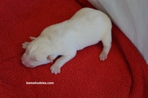 solid white female husky puppy