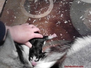 newborn baby husky puppy
