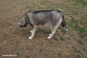 black and grey Siberian husky