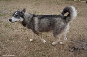Siberian husky in Alabama