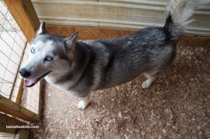 grey and white Siberian husky