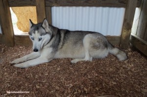 Husky dog Amber relaxing