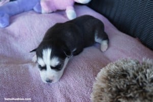 amber black and white female 1-2