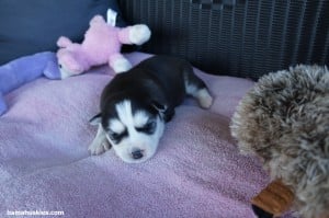 amber black and white female 1