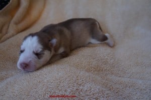 copper colored siberian husky