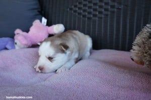 amber copper female 1-2