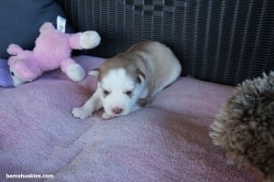 amber copper female 1