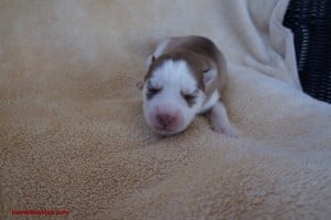 copper colored husky puppy